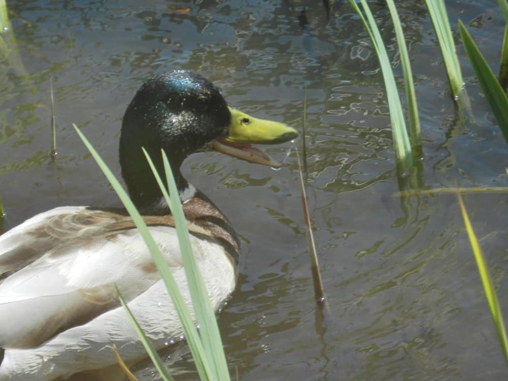 Where Do Ducks Sleep? (Location + Behavior)