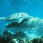 Dugong