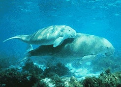 A Dugong