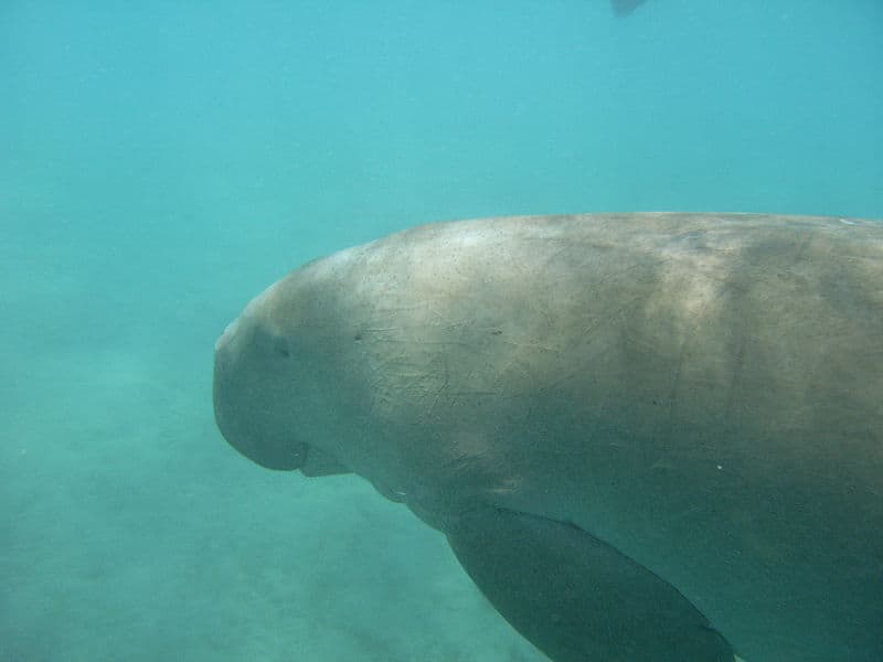 dugongs o dugongs clipart