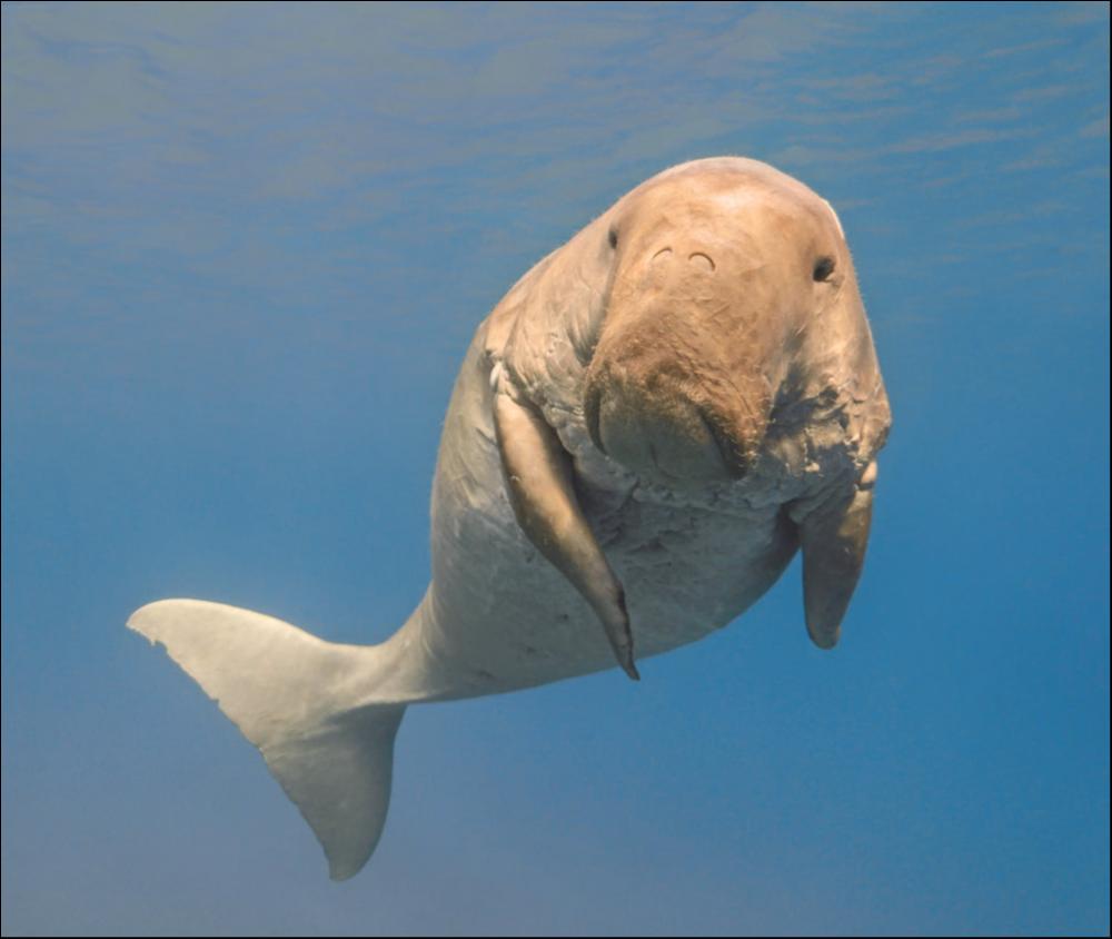 Wandihnu and the Old Dugong by Elizabeth Wymarra