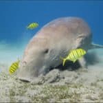 Dugong