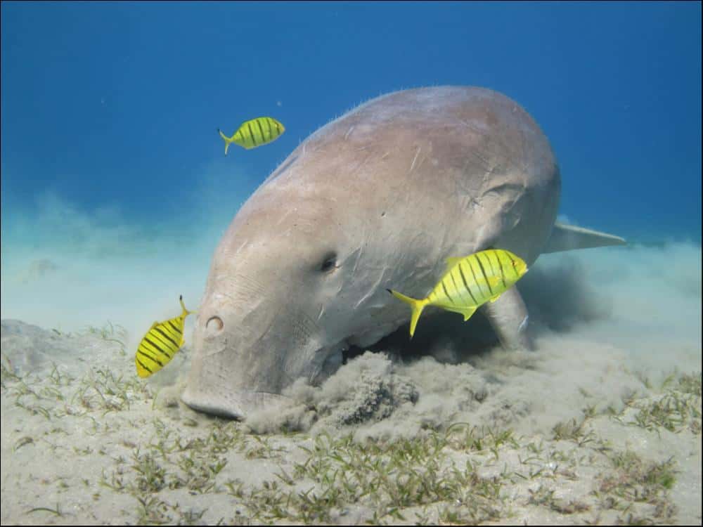 Dugong (Dugong dugon) with fish