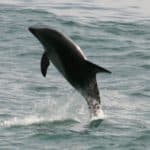 Dusky dolphin