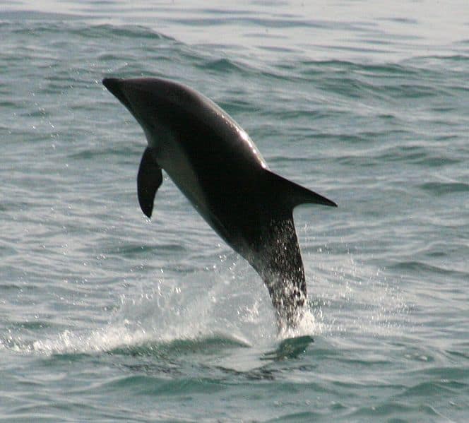 leaping dusky dolphin