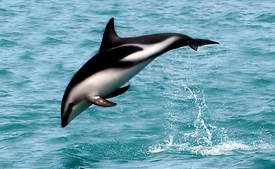 The dusky dolphin is often seen jumping and diving in and out of the water, so they are called the acrobats of the sea. 