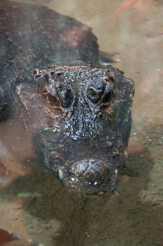 Why are these African crocodiles turning orange?