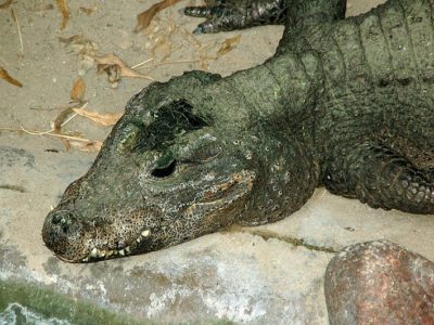 A Dwarf Crocodile