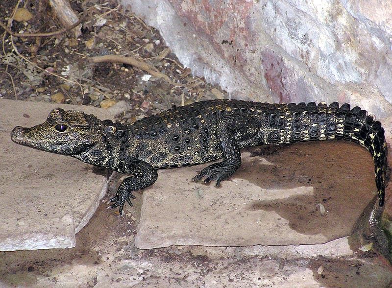 Baby dwarf crocodile