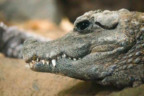 Less Crocdile Dwarf Crocodile Animal Facts | Osteolaemus tetraspis | AZ Animals