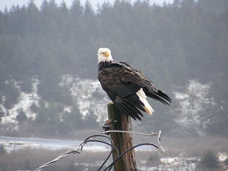 Bald Eagle Location: Where Do Bald Eagles Live?