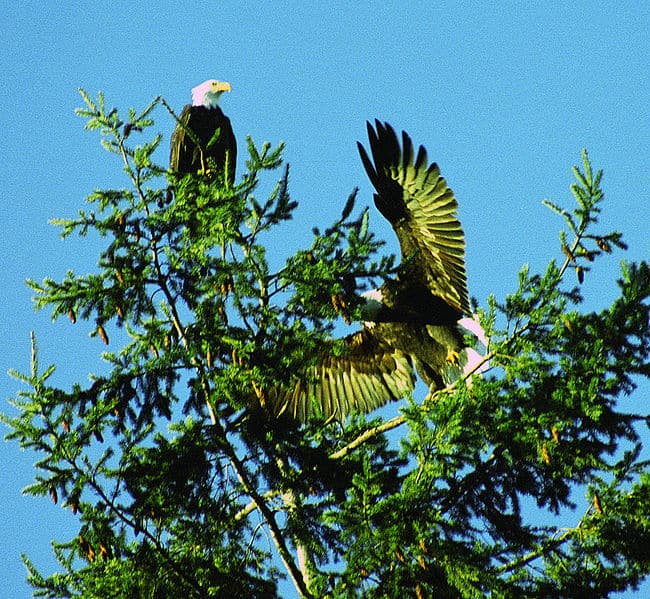 There are 734 confirmed bald eagle nests in Maine.