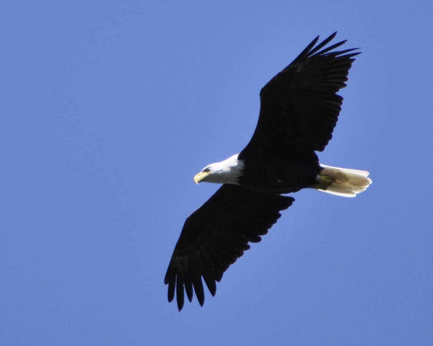 What are the enemies of the bald eagle?