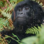 Eastern gorilla
