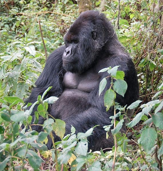 Adult male Eastern Gorilla