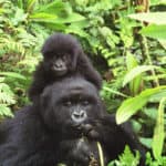 Gorilla Mother and Baby, Rwanda