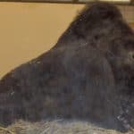 Grauer's gorilla