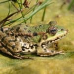 Edible Frog