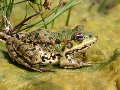 A Edible Frog