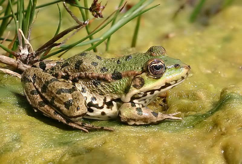 Edible Frogs  