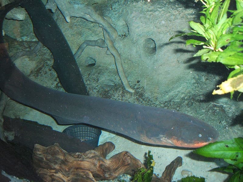 electric eel color