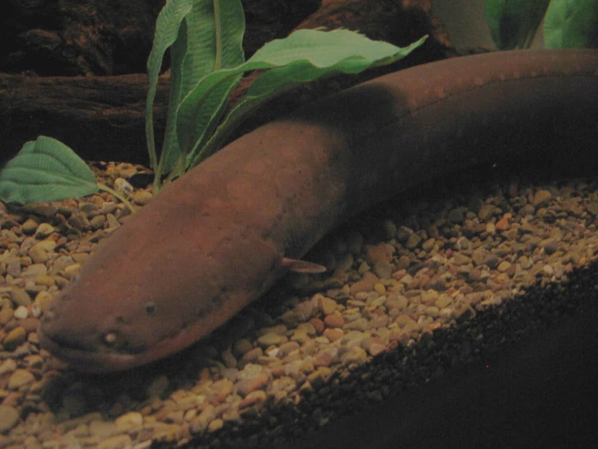electric eel color