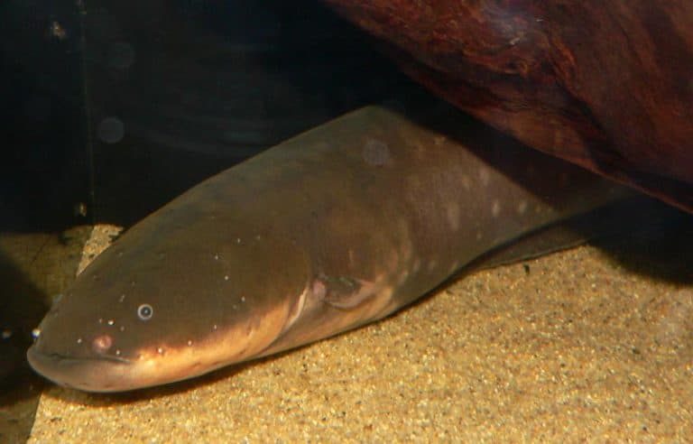 Photo of Electrophorus electricus (electric eel) at the Steinhart Aquarium in San Francisco
