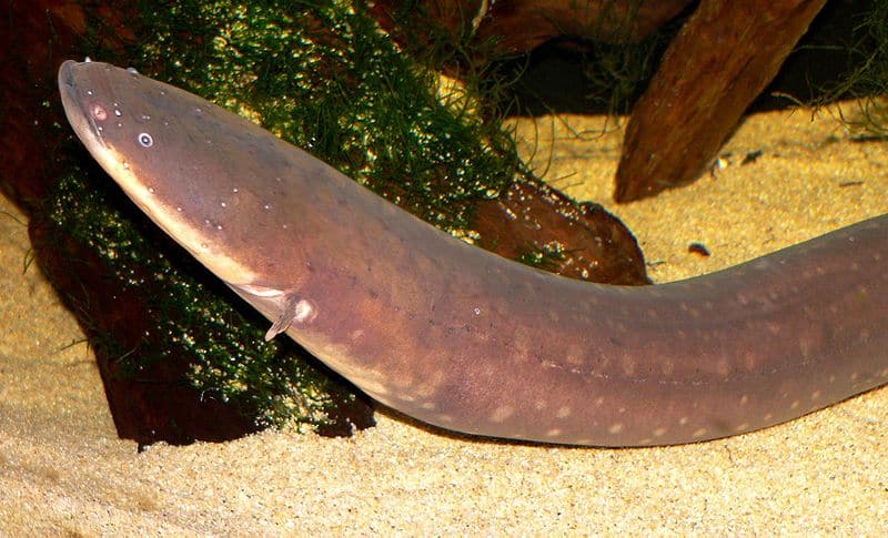 electric eel color