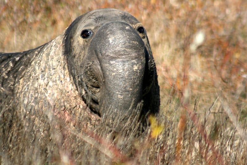 walrus vs elephant seal