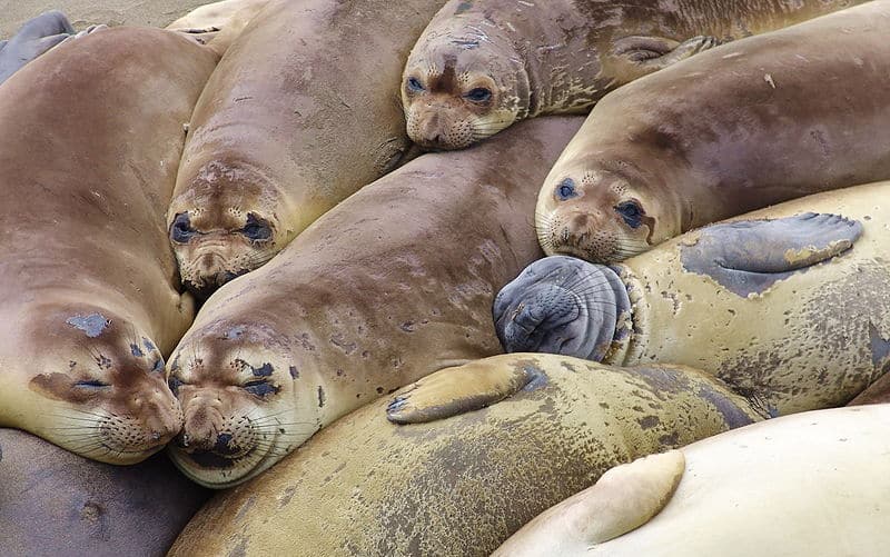 Elephant seal colony