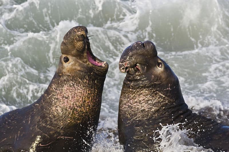 Northern Elephant Seals (Mirounga angustirostris