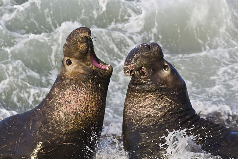 Elefantes marinos del norte (Mirounga angustirostris