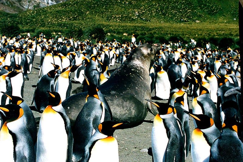 Pingüinos rey y elefante marino del sur en la isla Georgia del Sur