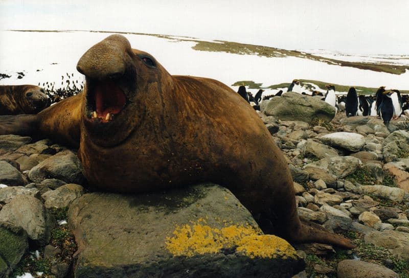 Male southern elephant seal (Mirounga leonina) off the north coast of the Kerguelen Islands