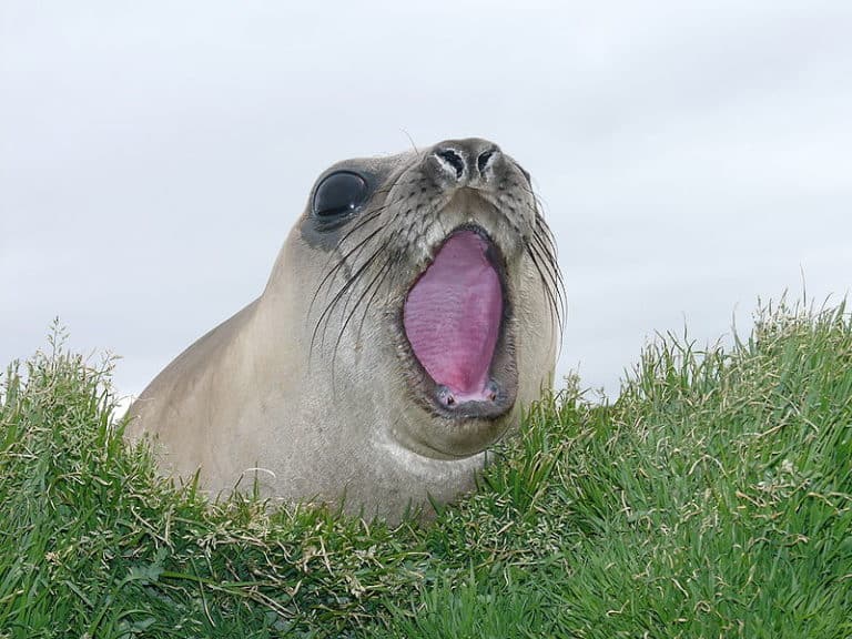 Female Elephant seal (Mirounga leonina), on Kerguelen Island