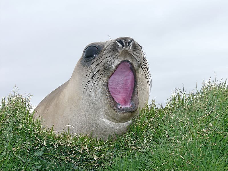 Picture 6 of 8 - Elephant Seal (Mirounga) Pictures & Images - Animals ...