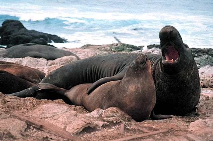 Northern elephant seal, male and female (Mirounga angustirostris). This is a very large carnivore.