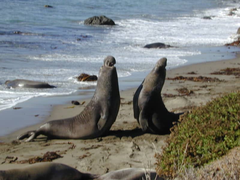 Two Elephant seals at Point Piedras Blancas, California