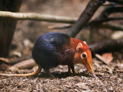 A Elephant Shrew