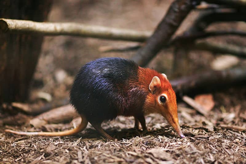 Black and Rufous Elephant Shrew (Rhynchocyon petersi)