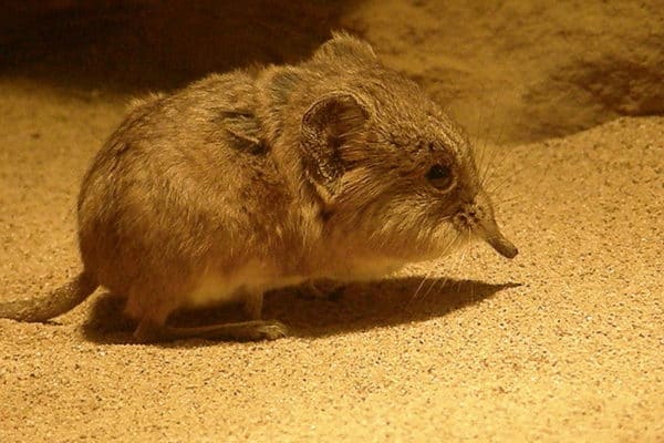 Elephant Shrew Animal Facts | Elephantulus | AZ Animals