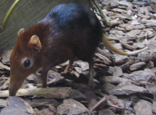 Elephant Shrew looking for food