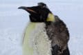 Emperor Penguin (Aptenodytes forsteri) | AZAnimals.com