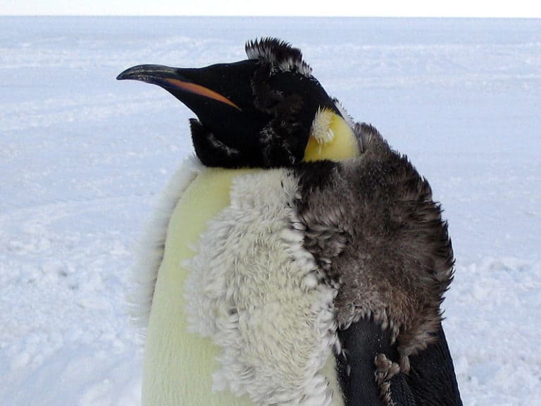 An molting Emperor penguin (Aptenodytes forsteri).