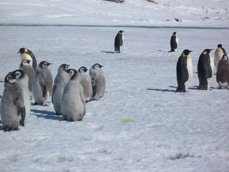 Français : Crèche de poussins de manchots empereurs. Photo prise à coté de la base française Dumont d'Urville en Antarctique.
