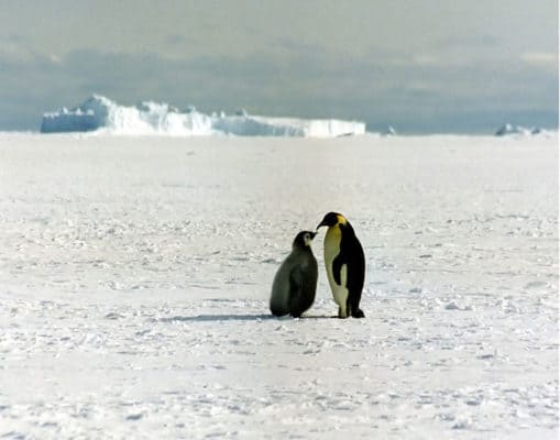 10 Incredible Emperor Penguin Facts - A-Z Animals