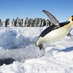 Emperor penguin