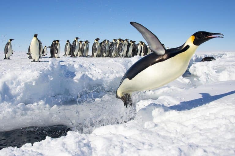 Emperor Penguins of Gould Bay