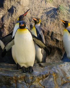 10 Incredible Emperor Penguin Facts Picture