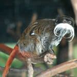 Emperor tamarin